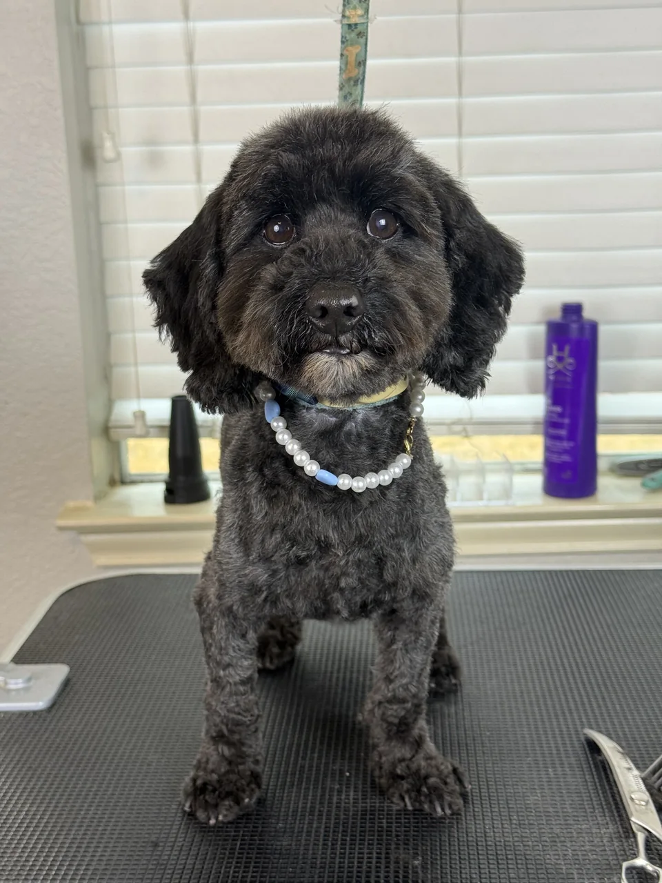 Black curly-coated dog with a rounded face trim and decorative pearl-style collar