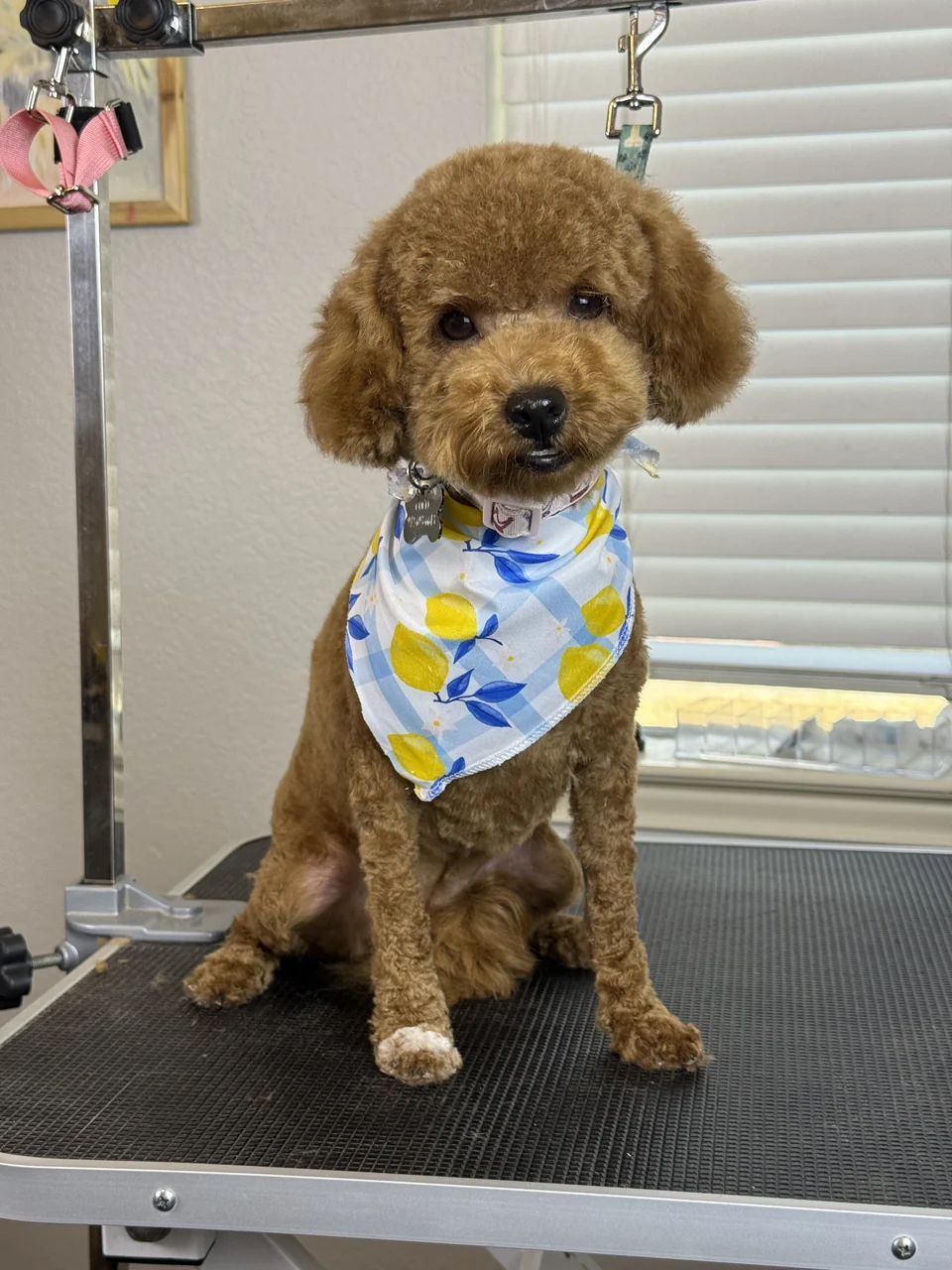 Small brown poodle with a rounded face trim and a blue-and-yellow lemon bandana