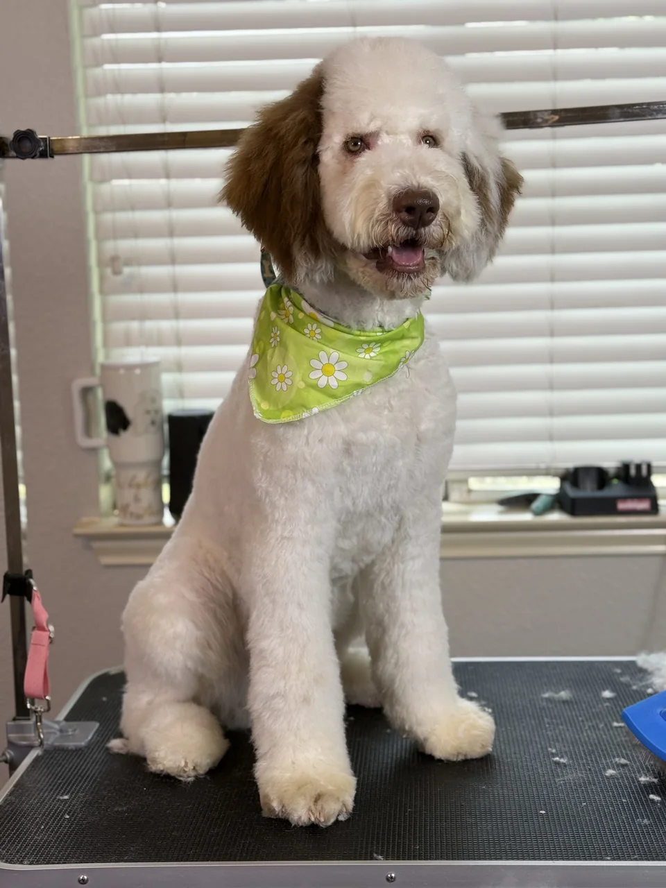 Cream-and-brown curly-coated dog wearing a green floral bandana after grooming