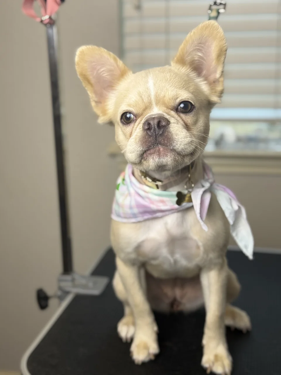Fawn short-haired dog wearing a pastel bandana after a bath