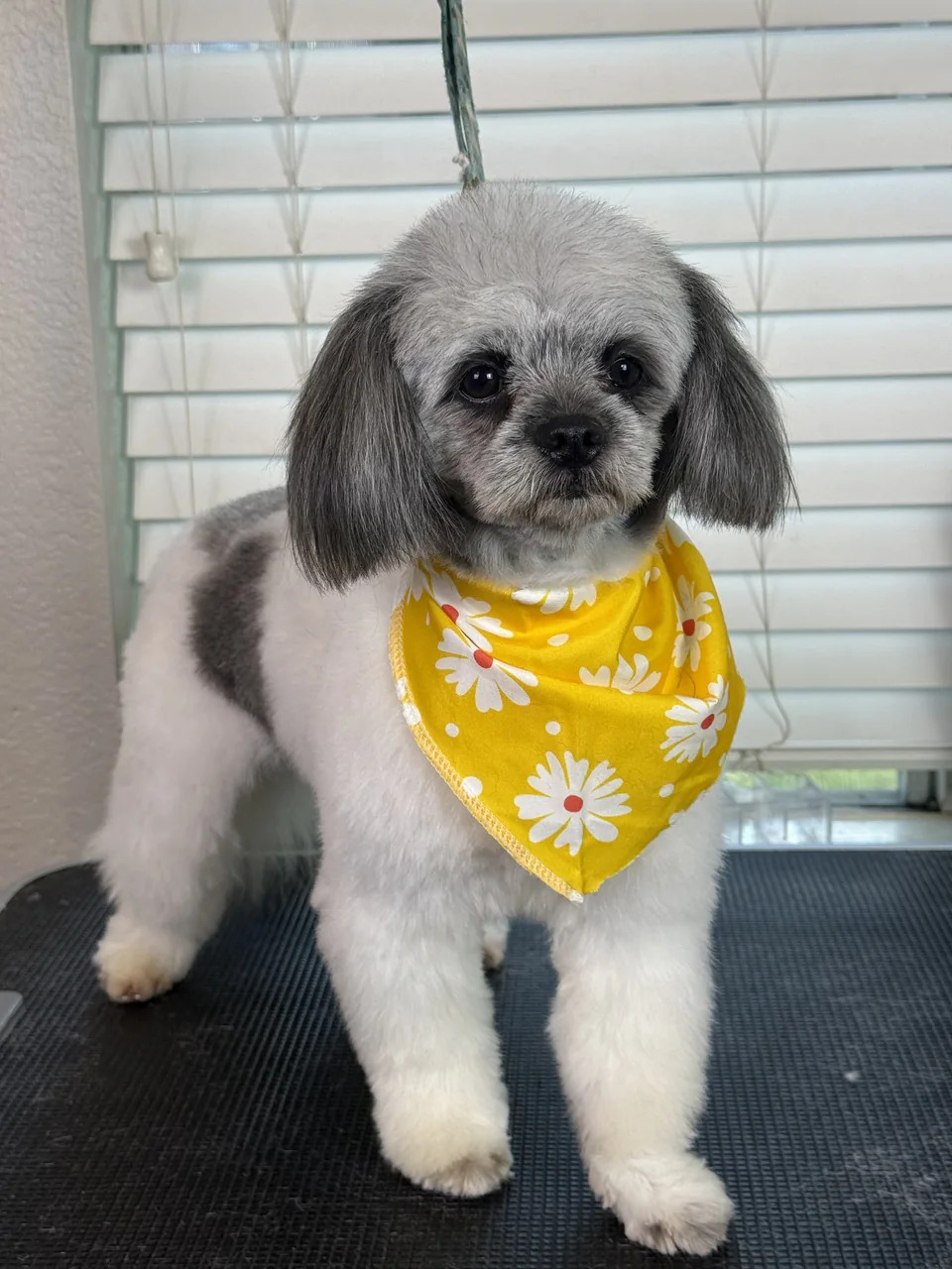 Gray-and-white dog with a rounded face trim wearing a yellow daisy bandana after grooming