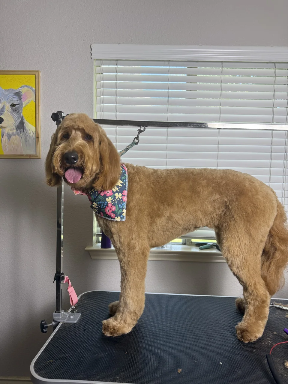 Golden curly-coated dog standing side-on after grooming, wearing a floral bandana