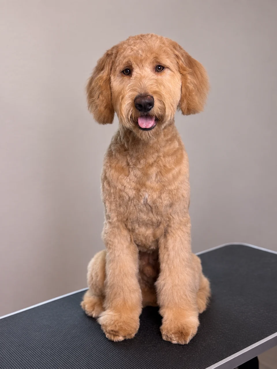 Golden curly-coated dog sitting on a grooming table after a fresh groom
