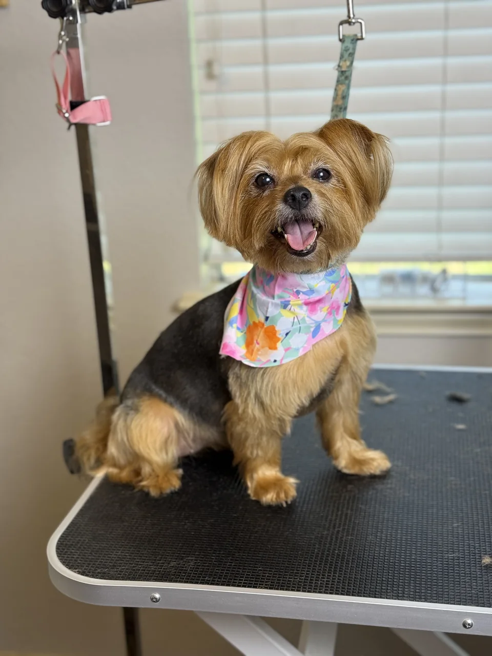 The same tan-and-black terrier after grooming, with a tidy trim and colorful bandana