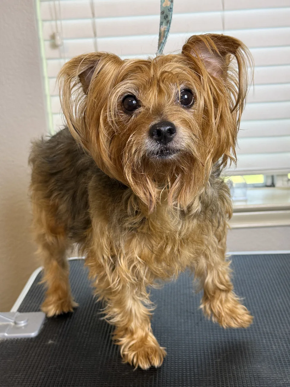 Small tan-and-black terrier before grooming, with longer hair around the face and body